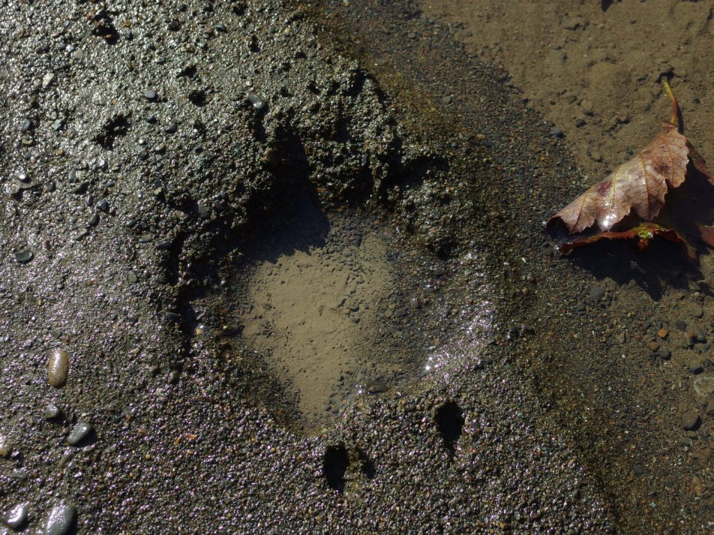 川辺に何やら大きな足跡！？ 森の中、一人で進むか、引き返すか迷い、、、 笛を吹いて、「今からそっちへ行くからね〜！」と叫んでみる。